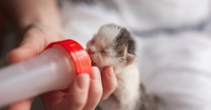 Cara Memberi Makan Kitten
