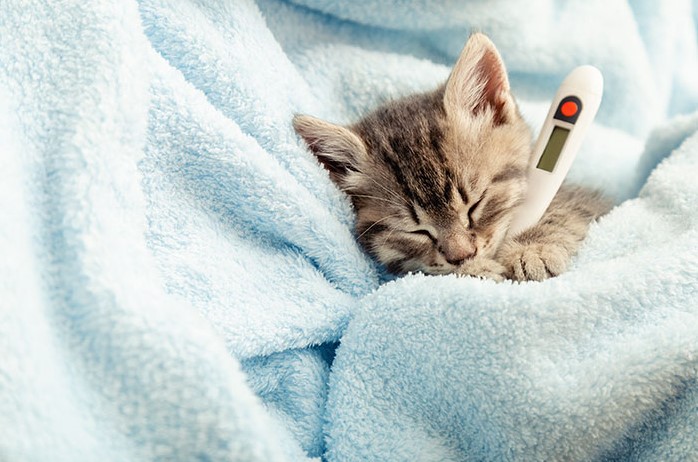 Cara Mengobati Kucing Flu
