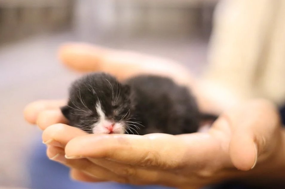 Cara Merawat Kucing Baru Lahir Tanpa Induk