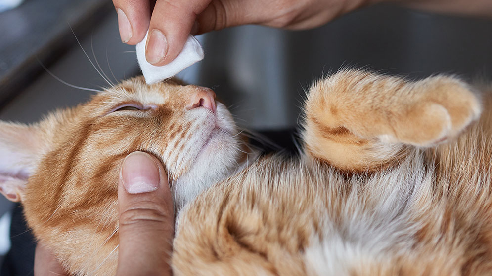 Cara Merawat Kucing Sakit Mata